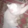 قط شيرازي 