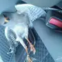 صقر شاهينه حر  
