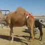 خلفه شماليه كفو