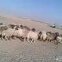  غنم نعيم دفيع ومضاريع مراح 