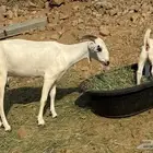 معزا صنف الصنف والد ب جفره