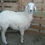 للبيع رخل