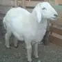 طلي للبيع