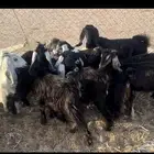 للبيع جفار الدوادمي