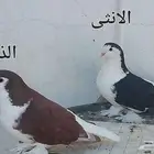حمام زوج شيرازي