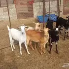 جفار العدد 7