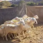 ضان مقاني مراح