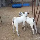 جفار
