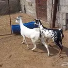 جفير ذبايح سمان