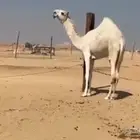 بكره كفو حيسونيه