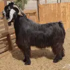 تيس عارضي فحل فاخر