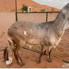 تم البيع