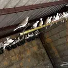 للبيع يمام يا كريم منوع