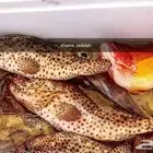 رحلات بحرية ( صيد-نزهة-سباحة )