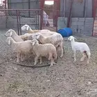 ضان مقاني مواليد