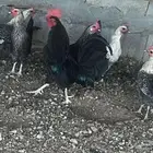 دجاج