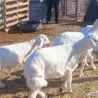 ( تم البيع ) طليان ورخال 4 رؤس طيبه