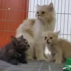الام وصغارها للتبني