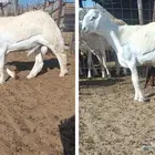 مشروع فحل حري صنف في أملج -الحد موجود