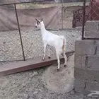 جفره ثنيه تم البيع