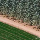 مزرعه للايجار