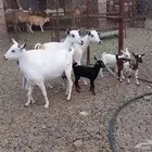 معزا مواليد