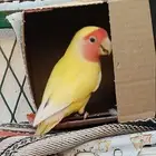 جوز روز