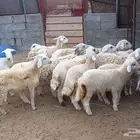 رخال فيها اثنين طليان السعر 730 للجمله