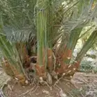 نخيل خلاص القصيم ممتازة ونظيفة على الشرط
