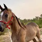 مهر واهو مصري بيور