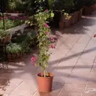شتلات الظل والزينه والنباتات البرية