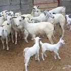 معزا مواليد مراح واحد تم البيع