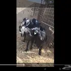 اربع جذعات مضاريع