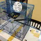 مصايد طيور ممتازة وعملية جدا