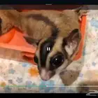 عائله شوقر قلايدر