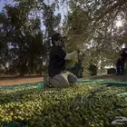 اول عصرة زيت زيتون الجوف