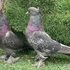 جوزين خضر top