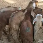 سواكن تربية جبرة وطيبة
