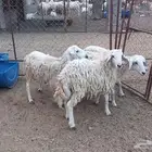 2 طليان 2 رخال على 750 تم البيع