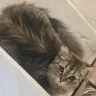قطه بيت نظيفه للتبني في ينبع