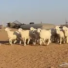 جذعات حريات صنف