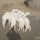 6 بهم طيب ... تم البيع