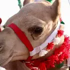 مطلوب بكره مفروده صعبه