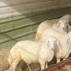 طليان للبيع