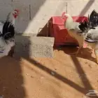 ديكة (كولومبي)