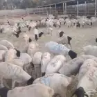 غنم صومالي للأضحية والهدي بأسعار ممتازة