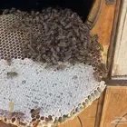 عسل طلح تبوك البري (عرض خاص )