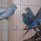 طيور بادجي ذكور