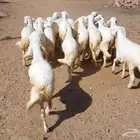 17رخل تأسيس مراح من مراح صنف