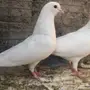 زوج صنعاني ابيض  منتج للبيع 